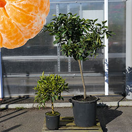 Mandarin Orange tree